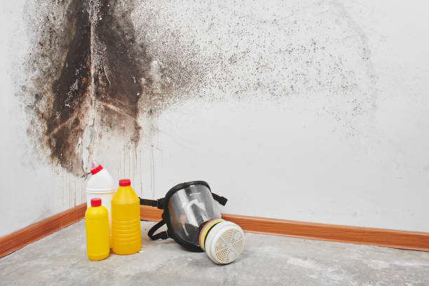 Best Same-Day Mold Removal  in China Grove, TX