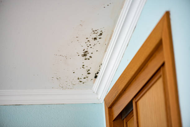 Best Mold Removal Near Me  in China Grove, TX