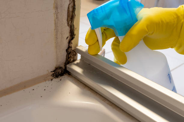 Best Mold Remediation  in China Grove, TX