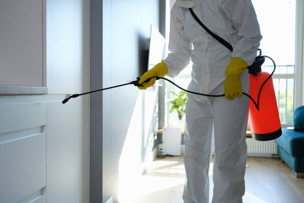 Best Mold Remediation Experts  in China Grove, TX