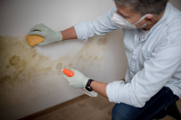 Best Residential Mold Removal  in China Grove, TX