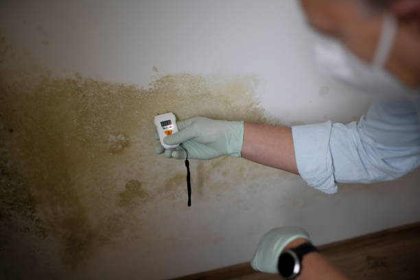 Best Mold Testing  in China Grove, TX
