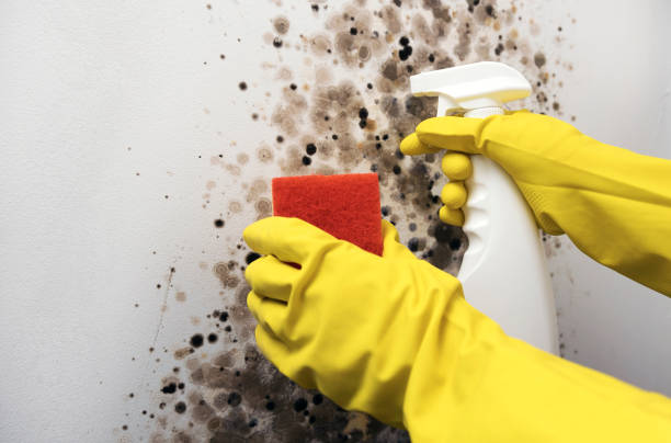 Professional Mold Removal in China Grove, TX