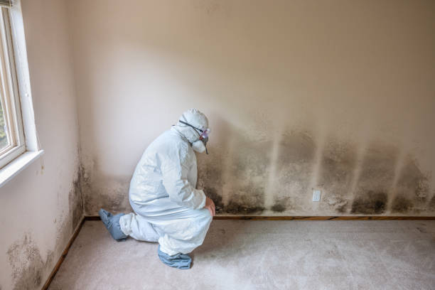 Best Certified Mold Removal  in China Grove, TX