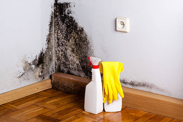 Best Mold Removal Company Near Me  in China Grove, TX