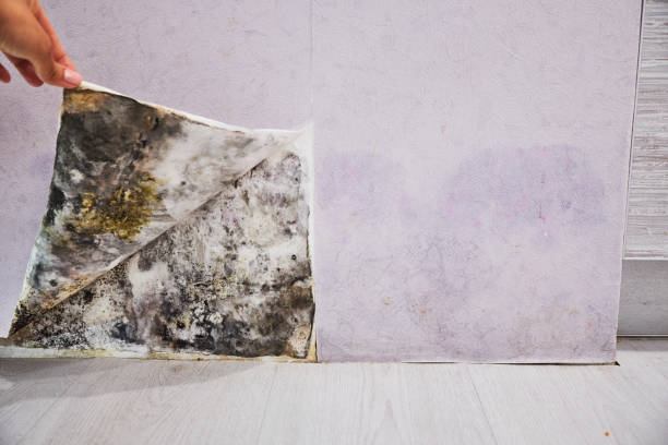 Best Affordable Mold Removal  in China Grove, TX